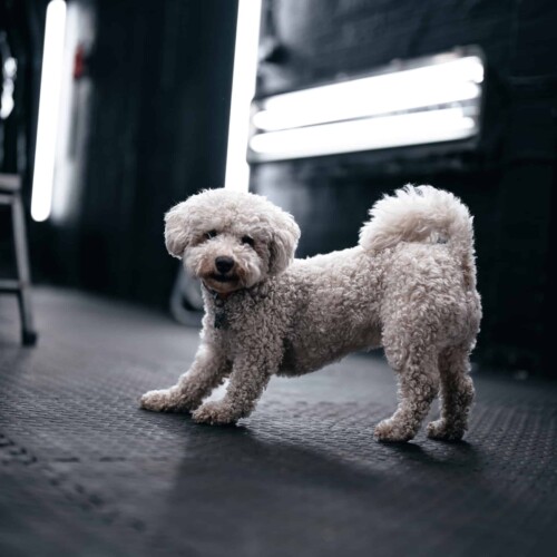 dog