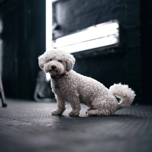 dog