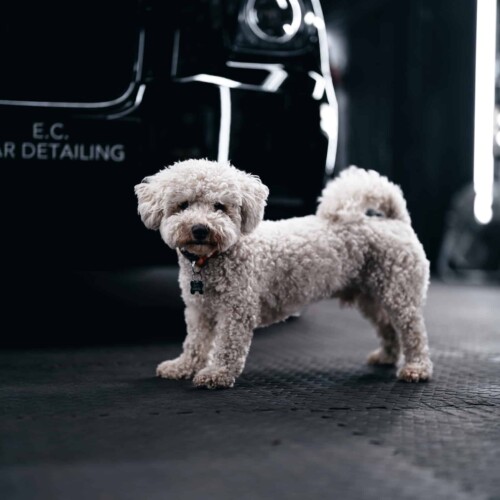 Car Detailing Company