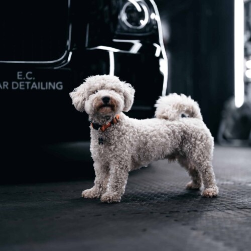 Car Detailing Company